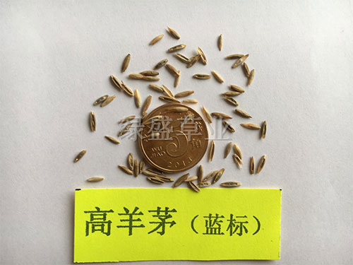 高羊茅（藍標）